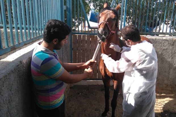 211 رأس اسب علیه بیماری کزاز در قزوین واکسینه شدند