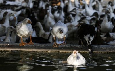 کشف 500 2قطعه اردک غیرمجاز در شهرستان آبیک