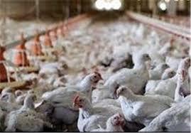تولید ۱۹ هزار تن گوشت سفید در واحدهای مرغی قزوین