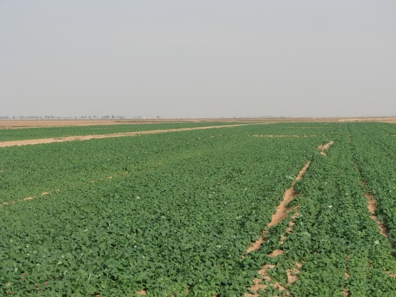 اجرای الگوی کشت بهینه محصولات کشاورزی در اراضی تحت پوشش شبکه دشت قزوین