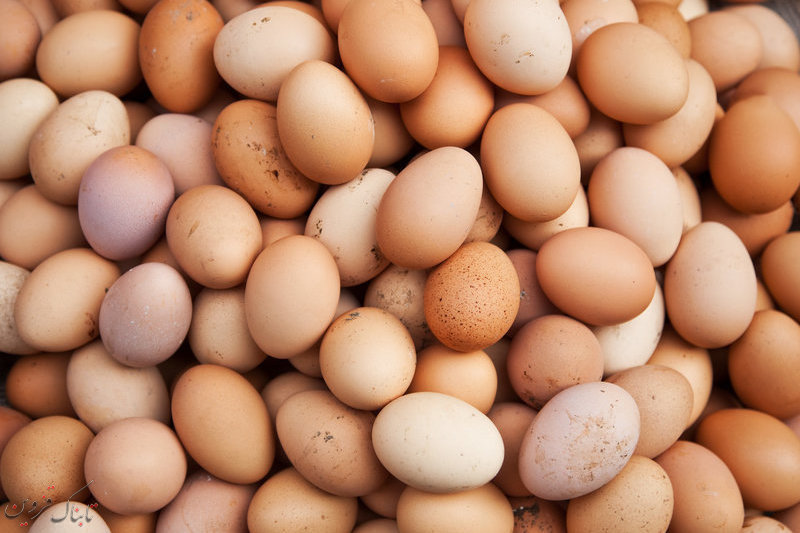 افزایش 2 میلیون قطعه مرغ تخم گذار به مرغداری های قزوین