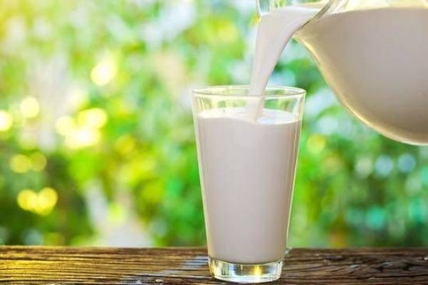 نوشیدن روزانه شیر موجب افزایش قد می‌شود