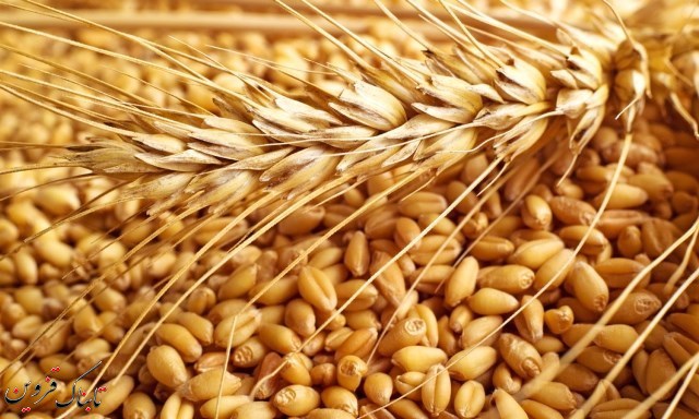 سالانه 11 هزار و 400 تن بذر گندم در قزوین تولید می شود