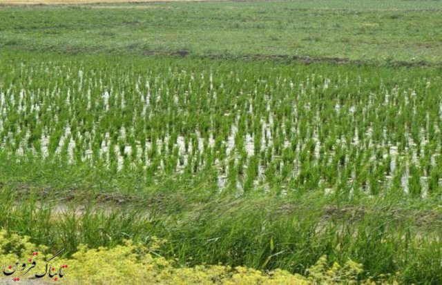 خرید بیش از ۳۲ تن برنج از کشاورزان الموت غربی