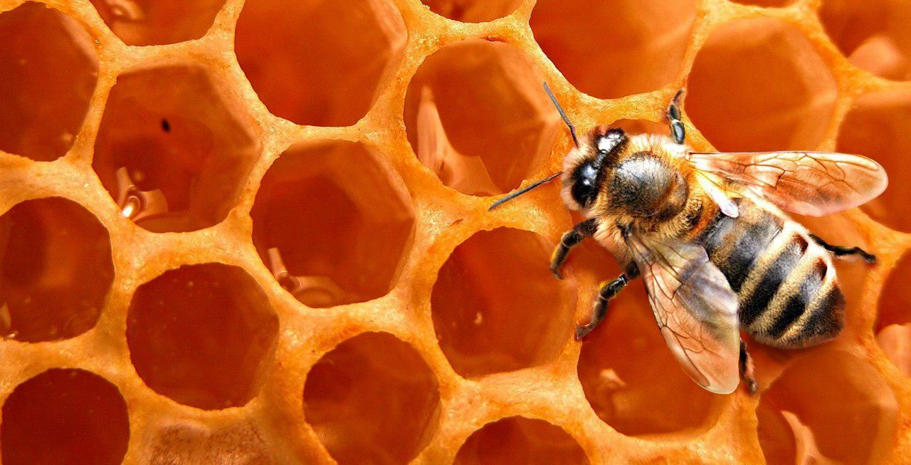 سالانه بیش از ۹۵۰ تن عسل از زنبورستانهای استان برداشت می‌شود.