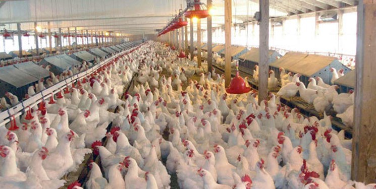 کارشناسان و مسئولان مطرح کردند عرضه مرغ منجمد ۸۹۰۰ تومانی