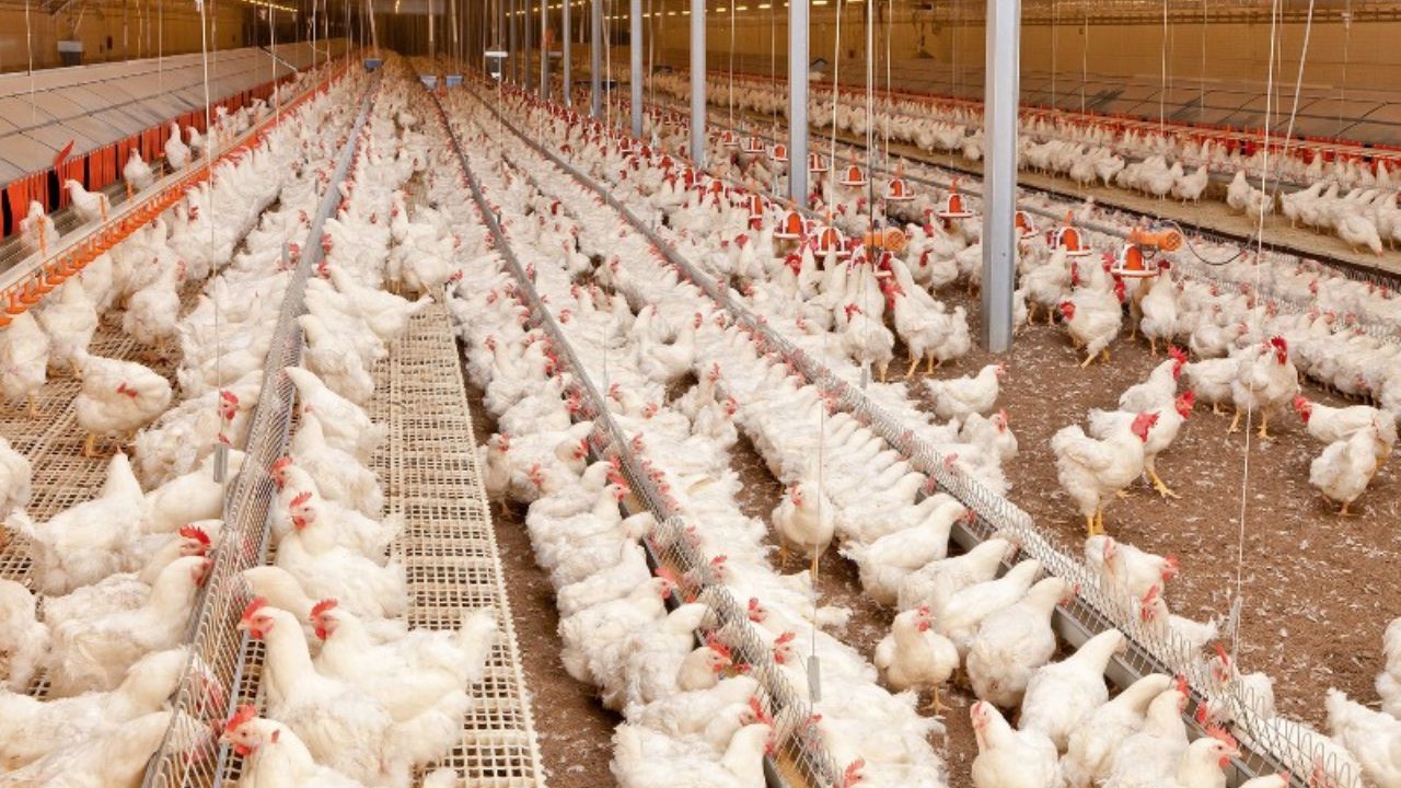 تولید ۲۷۵ تن گوشت سفید در واحدهای مرغداری شهرستان البرز