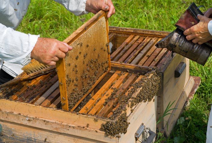 توصیه دامپزشکی قزوین برای اخذ مجوز کوچ کلونی‌های زنبور عسل