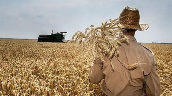 300 هزار تن گندم از کشاورزان استان قزوین خریداری می شود