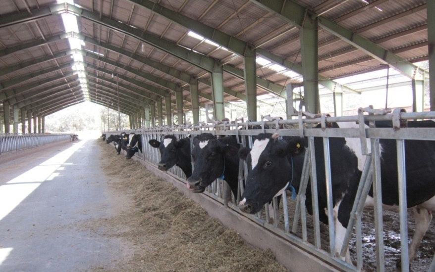 ۲۵۰۰۰تن شیر خام در واحدهای دامی شهرستان البرز تولید شد