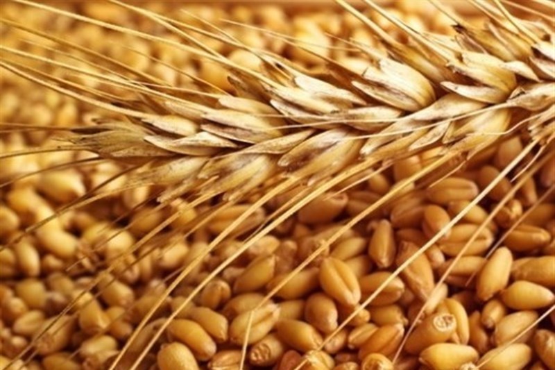 طرح افزایش عملکرد گندم دیم استان قزوین الگوی مناسبی برای توسعه کشت غلات است