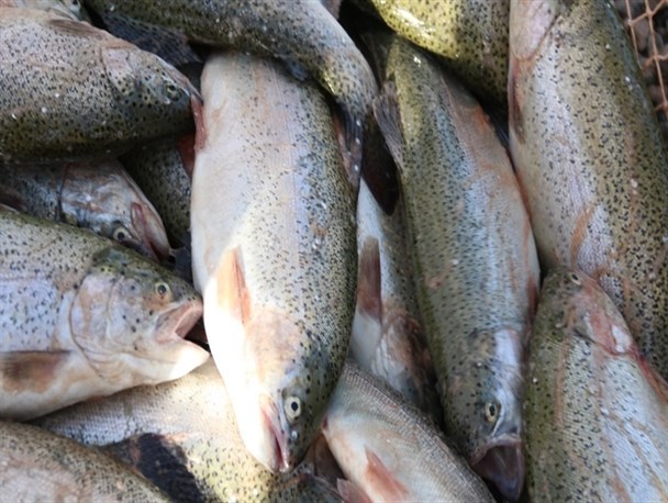 ۲۰۰ تن ماهی در استخرهای پرورش ماهی شهرستان البرز تولید برداشت می شود