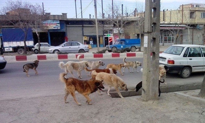 سگ‌های ولگرد همچنان در خیابان‌اند