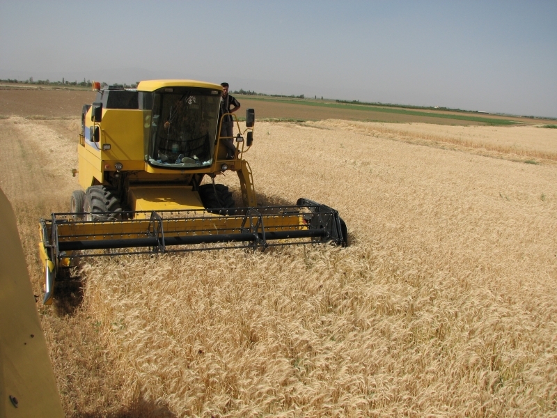 پیش بینی تولید ۳۳۰ هزار تنی گندم در استان قزوین