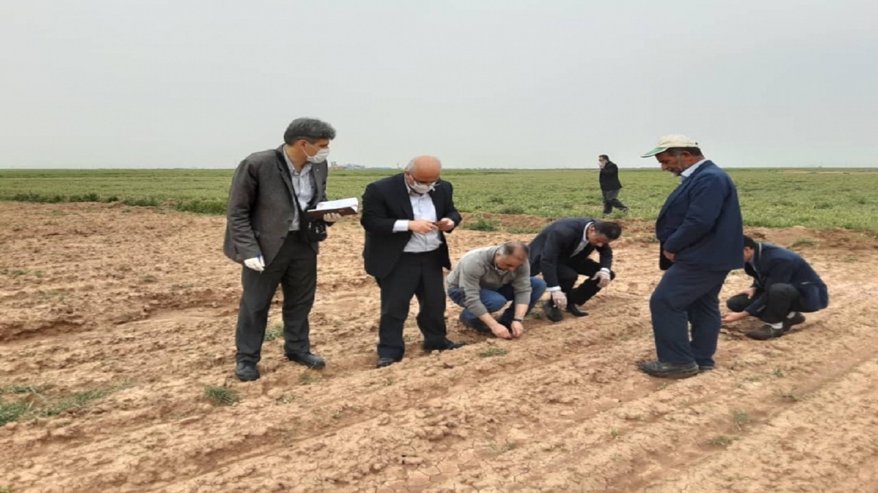 کشت چغندر قند در ۹۰۰ هکتار از مزارع کشاورزی قزوین