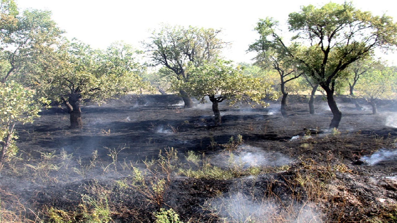 هشدار آتش‌نشانی درباره خطر آتش سوزی در باغستان سنتی و دشت قزوین