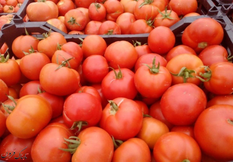 توزیع گوجه فرنگی در سطح شهر قزوین آغاز شد