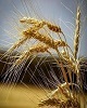 خرید ۵۲ هزارتن گندم از کشاورزان  شهرستان آبیک